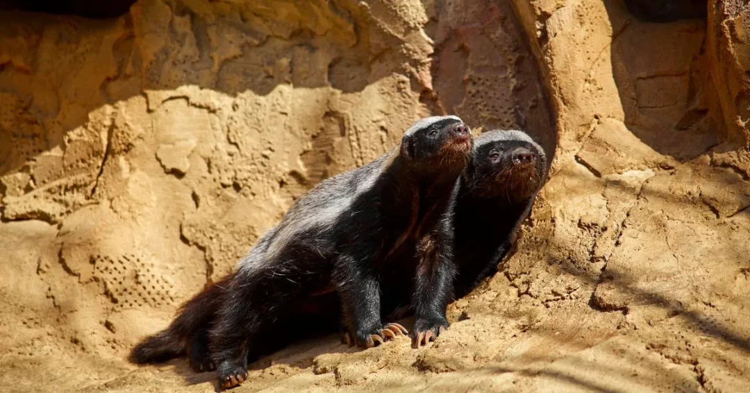 Edinburgh Zoo has a fantastic range of animals